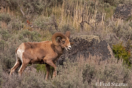 Yellowstone National Park Big Horn Ram